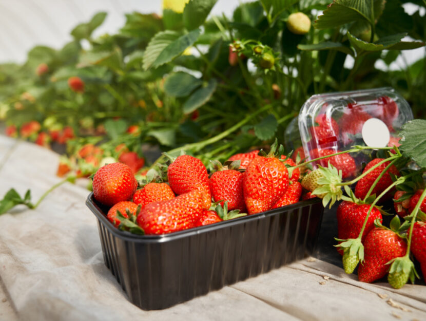 Come Coltivare Le Fragole In Balcone Donna Moderna