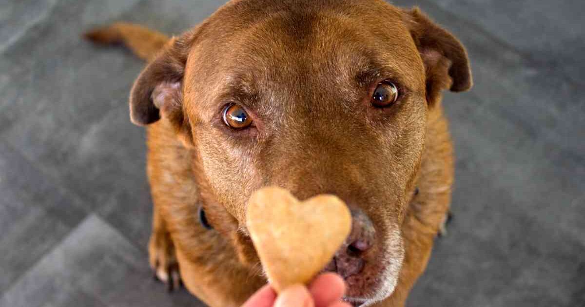 Nomi Per Cani I Preferiti Dagli Italiani Donna Moderna