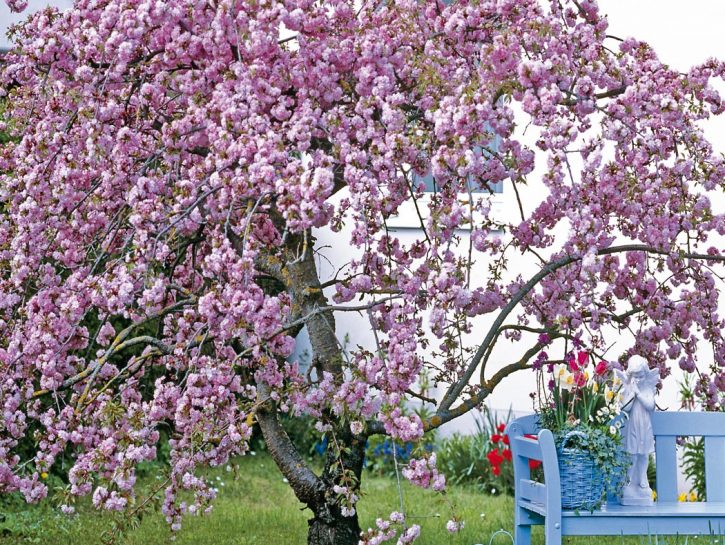 Foto Tende Fiori Cascanti Primavera Rosa