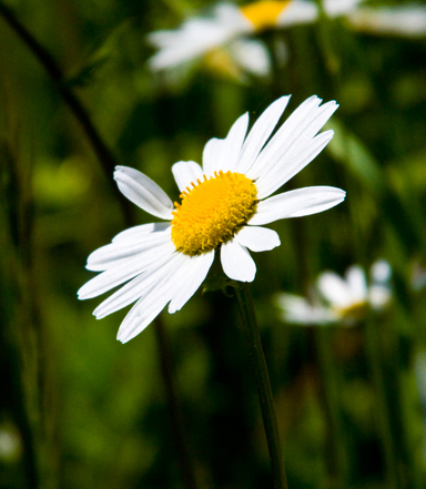 Il Significato Dei Fiori In Amore Donna Moderna