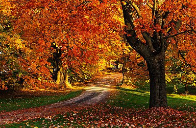 Maple Tree with Fall Foliage, Port William, Nova Scotia, Canada
