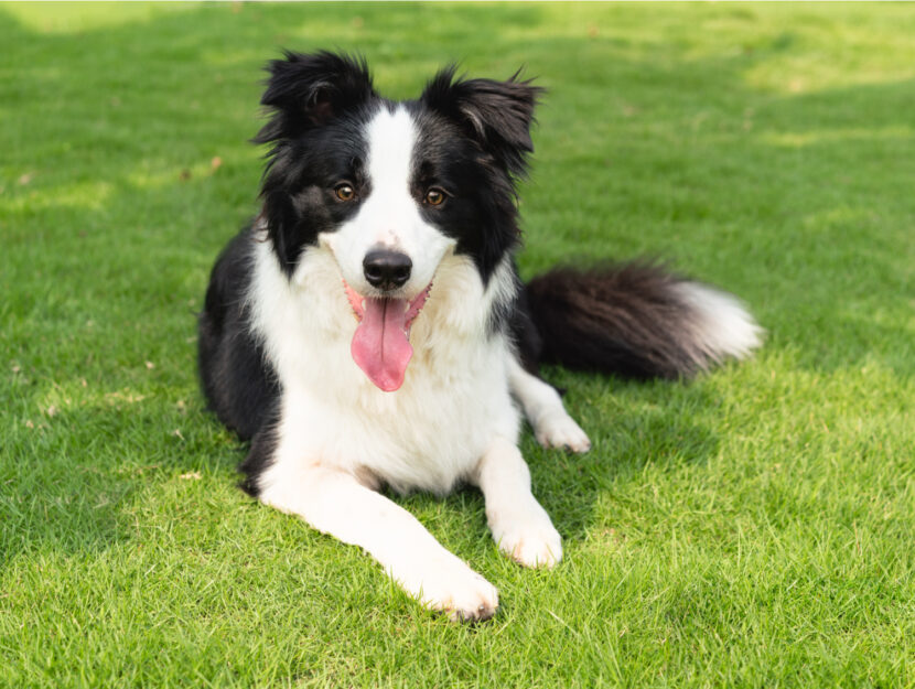 In che modo i cani scelgono la loro persona preferita?