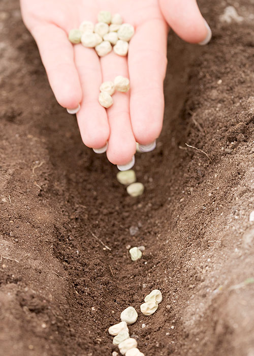 Giardinaggio: soluzioni facili e creative (anche per i meno esperti) -  Donna Moderna