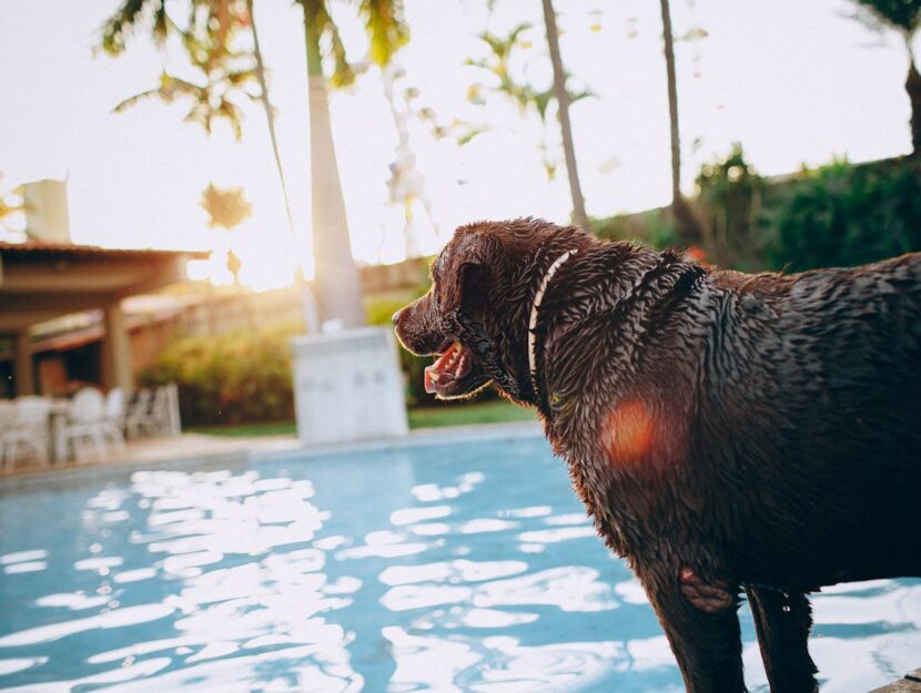 Come proteggere i cani dal caldo