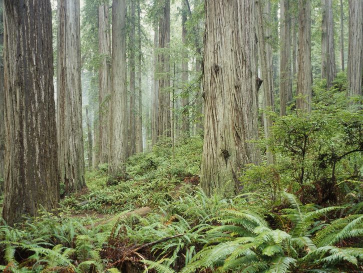 Le Foreste Più Belle, Grandi E Particolari Del Mondo - Donna Moderna