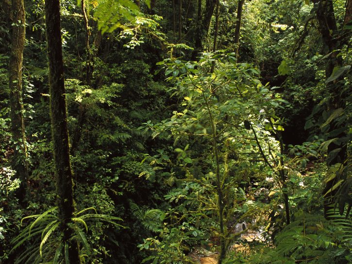 Le Foreste Piu Belle Grandi E Particolari Del Mondo Donna Moderna