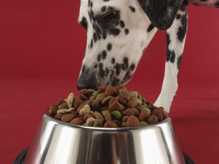 Alimentazione Per Cani: Le Regole Giuste - Donna Moderna