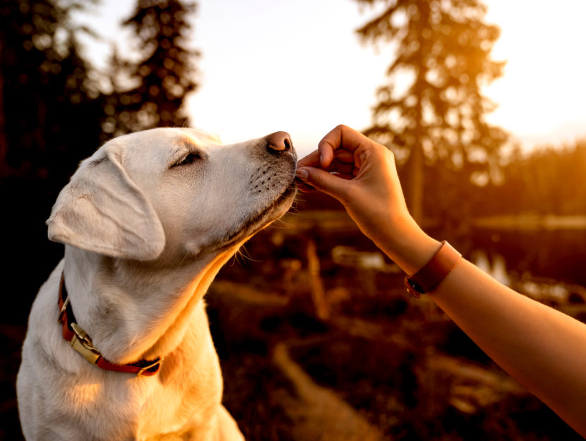 Dona tranquillità e sicurezza al tuo cane con un collare