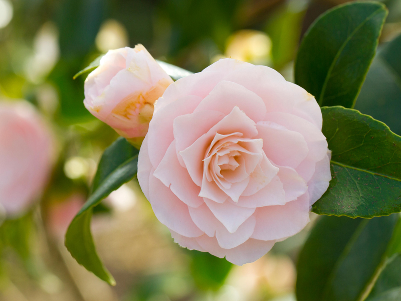 Le più belle piante per il giardino da coltivare in vaso - fem