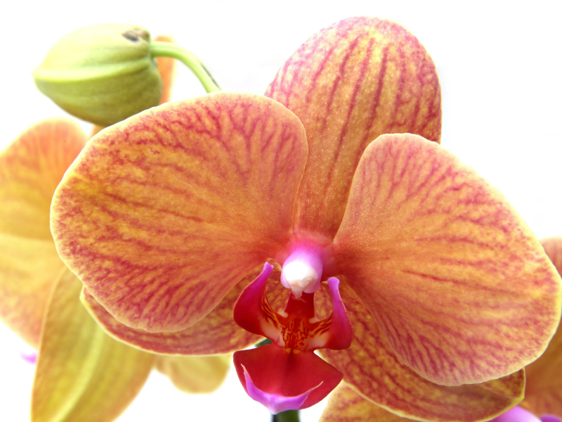 Le orchidee più belle - Donna Moderna