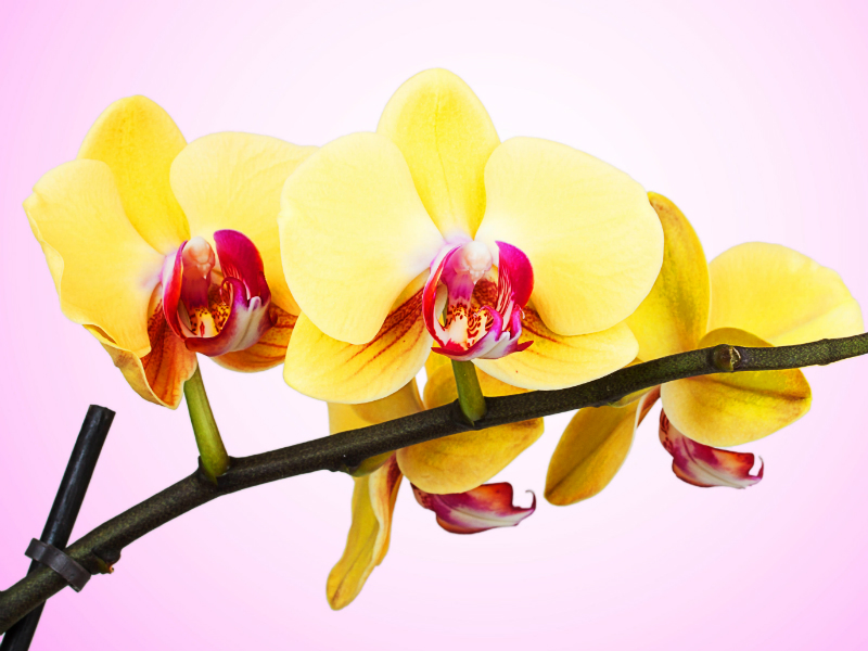 Orchidee: le specie più belle e quali scegliere - Donna Moderna