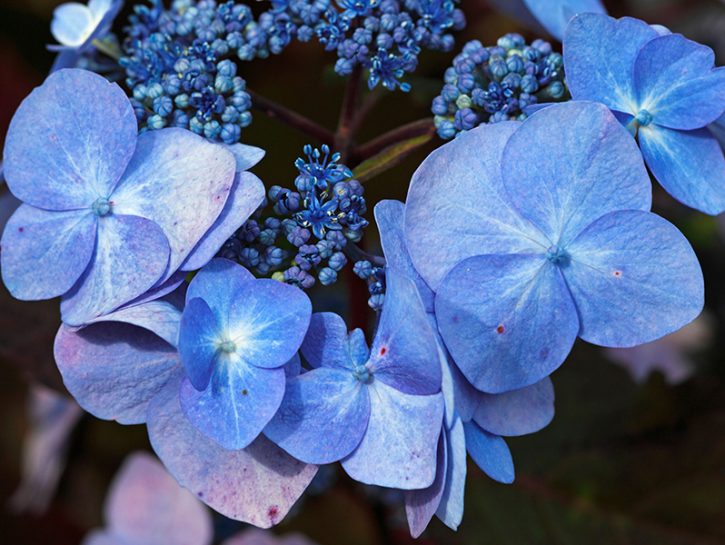 Foto di fiori: lasciati contagiare dalla bellezza della ...