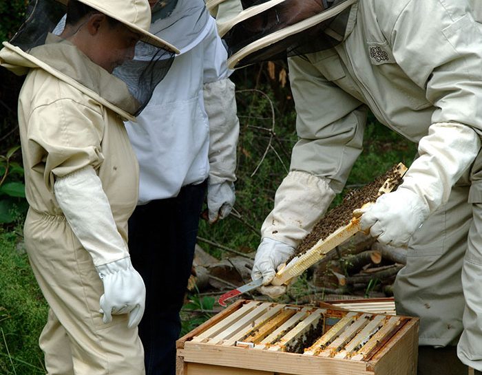 Donna apicoltore, sorriso e sicurezza in fattoria con tuta da