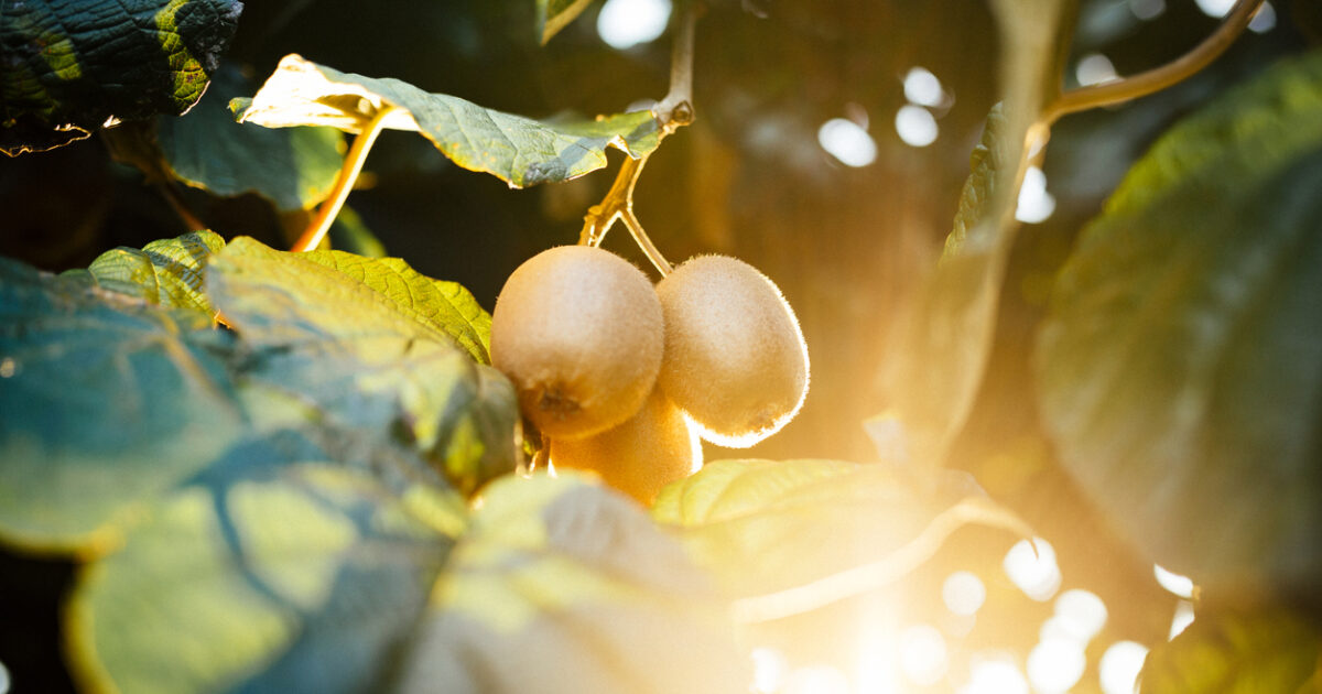 Scegli i frutti per la pergola: il kiwi offre riparo dal sole