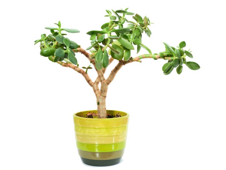 Bonsai, le cure di base - Donna Moderna