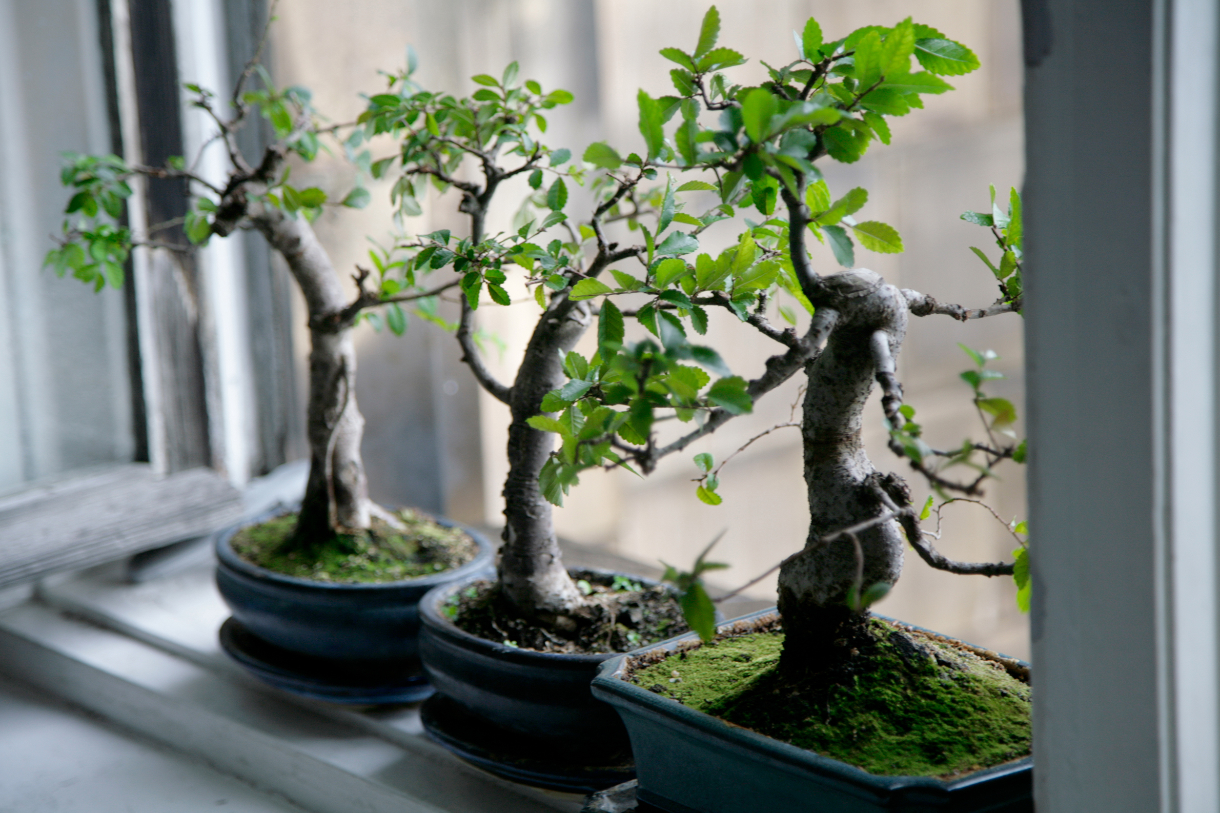 Bonsai, le cure di base - Donna Moderna