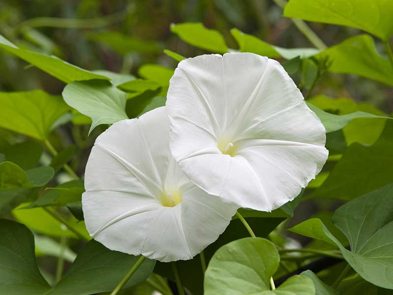 pianta del fiore della luna