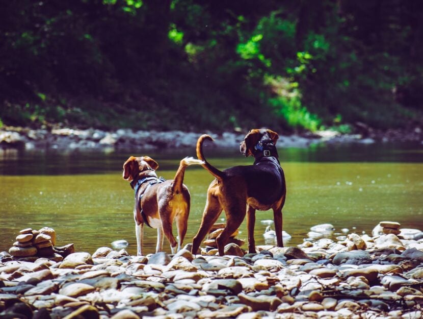 cani sulla riva di un fiume