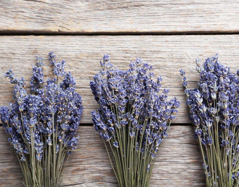 Fiori estivi quali piantare  Fiori da vaso e da balcone per l'estate -  Donna Moderna