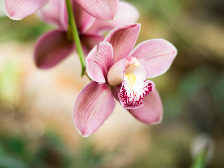 Orchidee - Donna Moderna