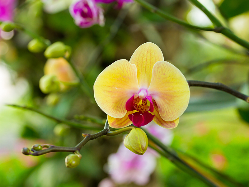 Orchidee: le specie più belle e quali scegliere - Donna Moderna