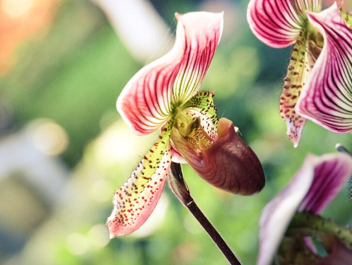 Orchidee in fiore anche in inverno: ecco il concime magico che le farà  risplendere - GalleriaNews