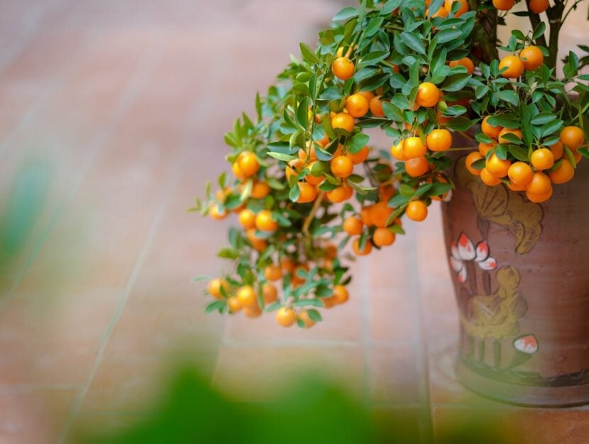 Mandarini sul tuo balcone: come coltivarli in vaso