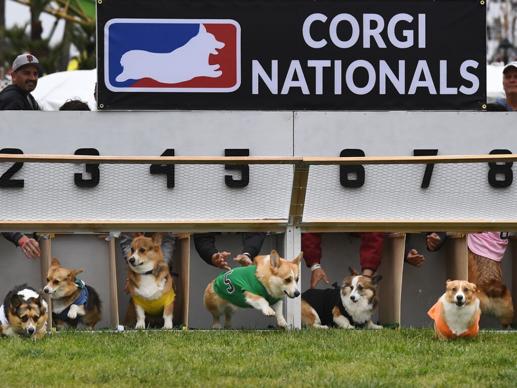 Corgi National Race 2019 in California