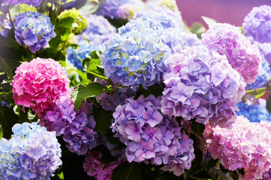 Fiori estivi quali piantare  Fiori da vaso e da balcone per l'estate -  Donna Moderna