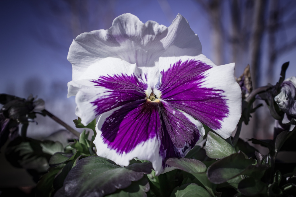 Come coltivare i fiori di vetro e riempire di colori il tuo balcone