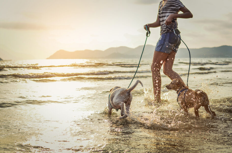 Toelettatura cani in estate: cosa fare e cosa non fare