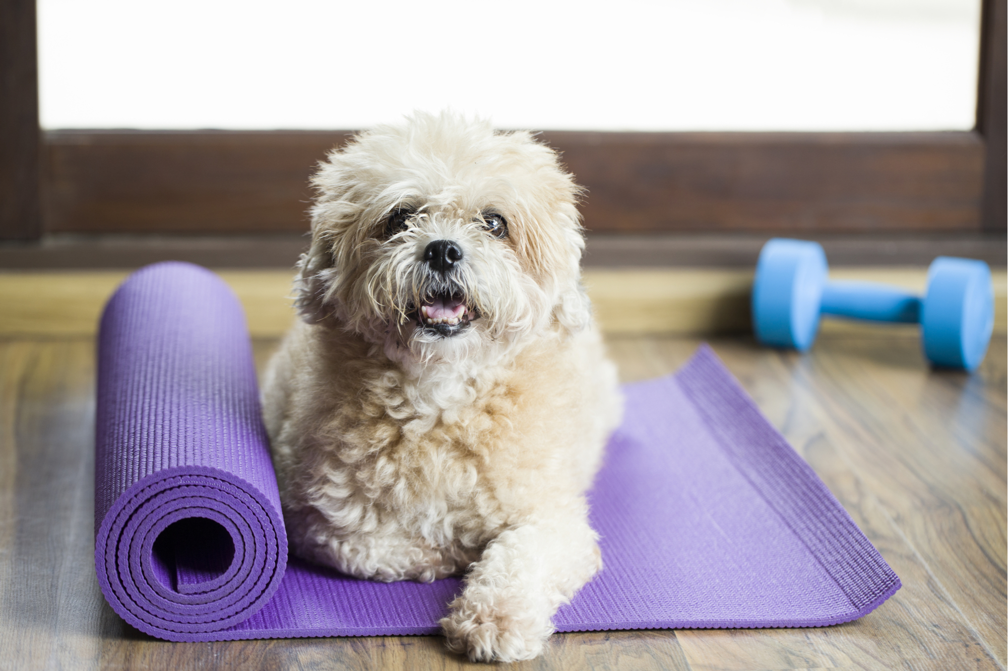 Dog fitness: come fare ginnastica con il cane in casa - Donna Moderna