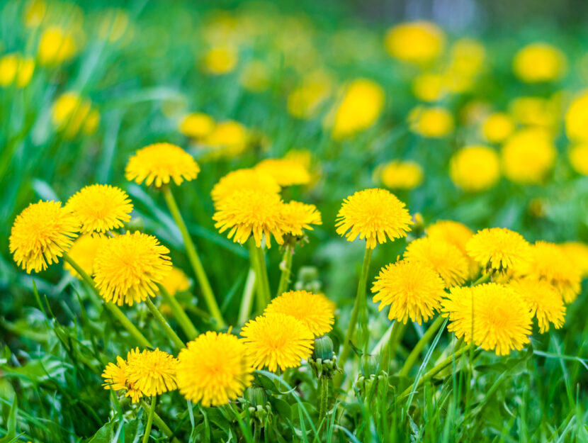 Tisana ai fiori di tarassaco disintossicante