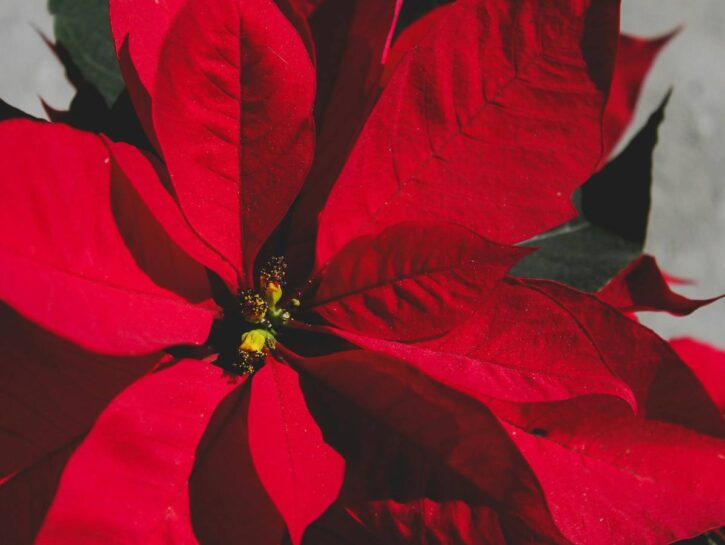 Stella Di Natale: Come Curarla E Farla Rifiorire Ogni Anno - Donna Moderna