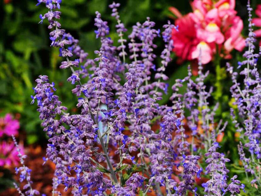 Piante da balcone: 10 resistenti al freddo