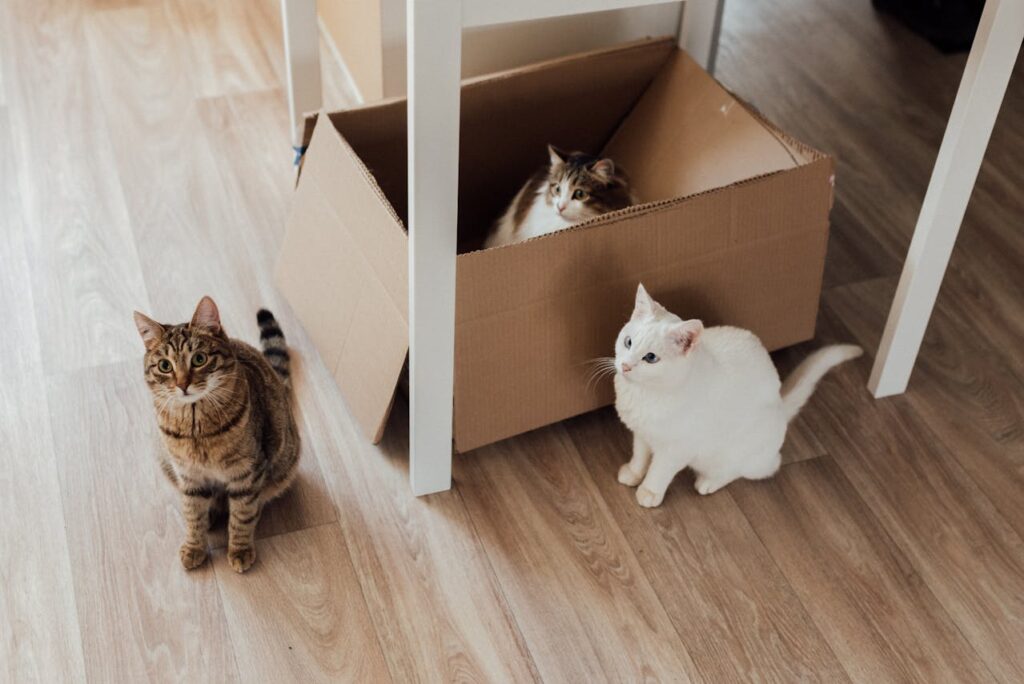 Come Costruire Una Casetta Di Cartone Per I Gatti Donna Moderna