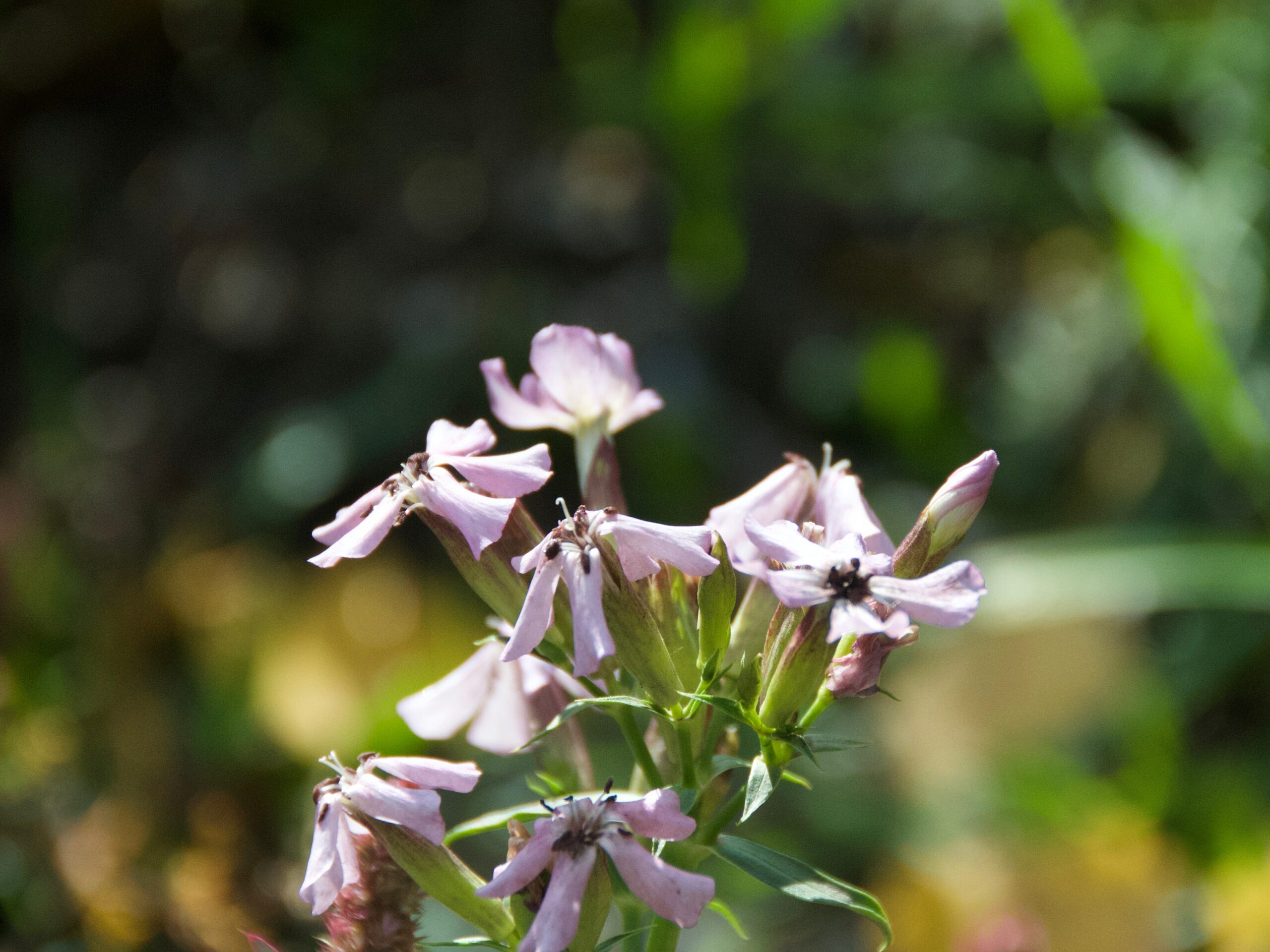 Fiori di Bach cosa sono e come usarli