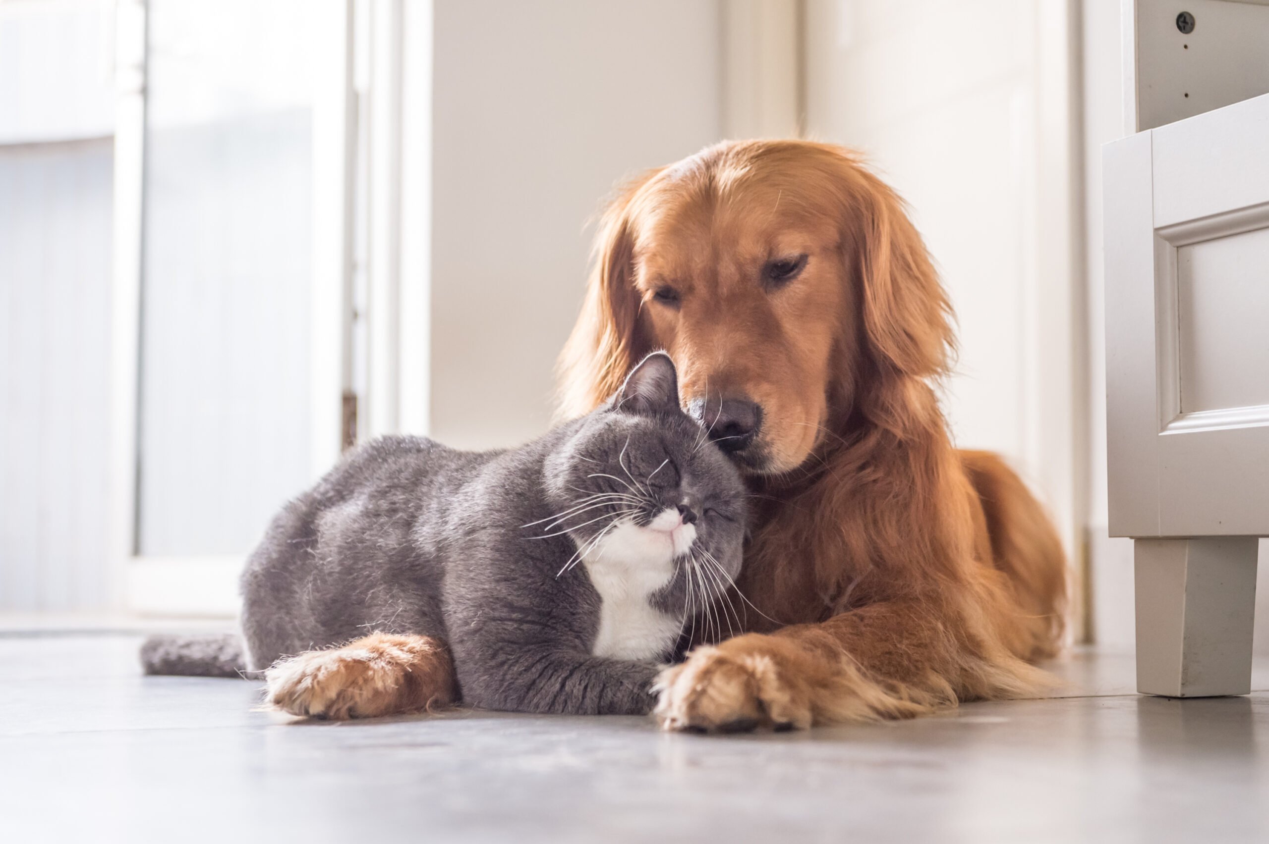 Cosa fare se il cane scappa - Donna Moderna