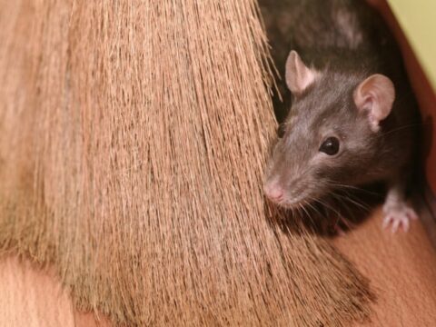 Come allontanare i topi in modo naturale con prodotti casalinghi e piante
