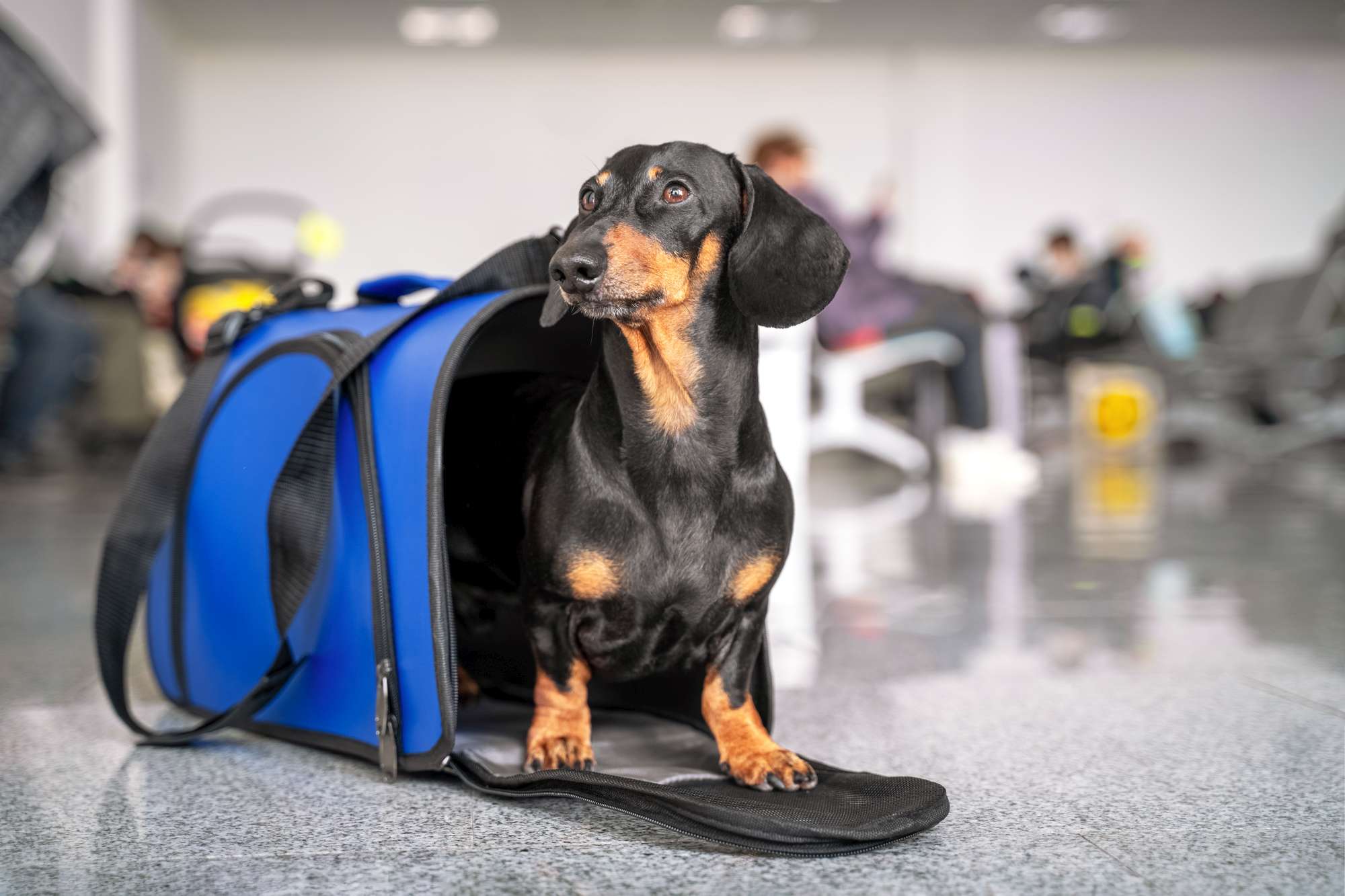 Cronaca problemi di viaggio in aereo con cane e gatto