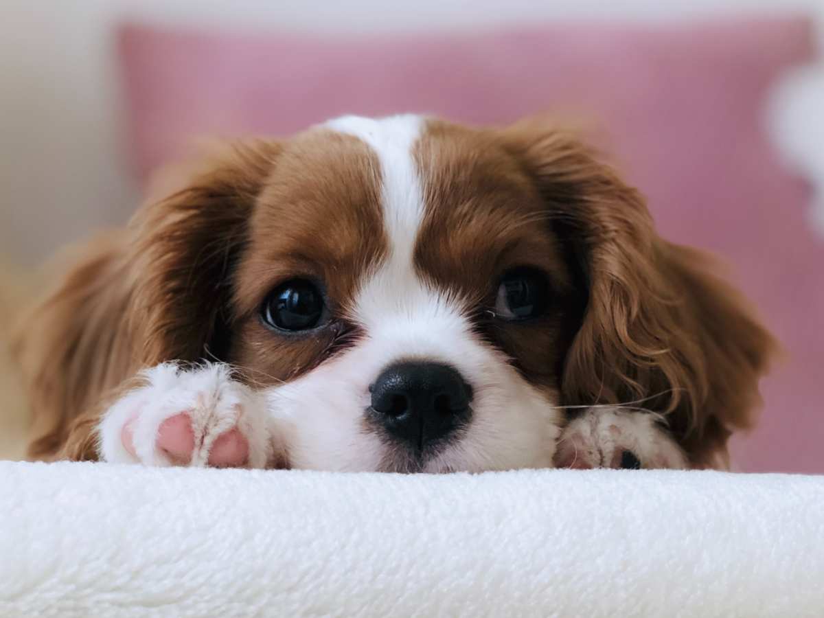 Meglio un cane di un figlio? - Donna Moderna