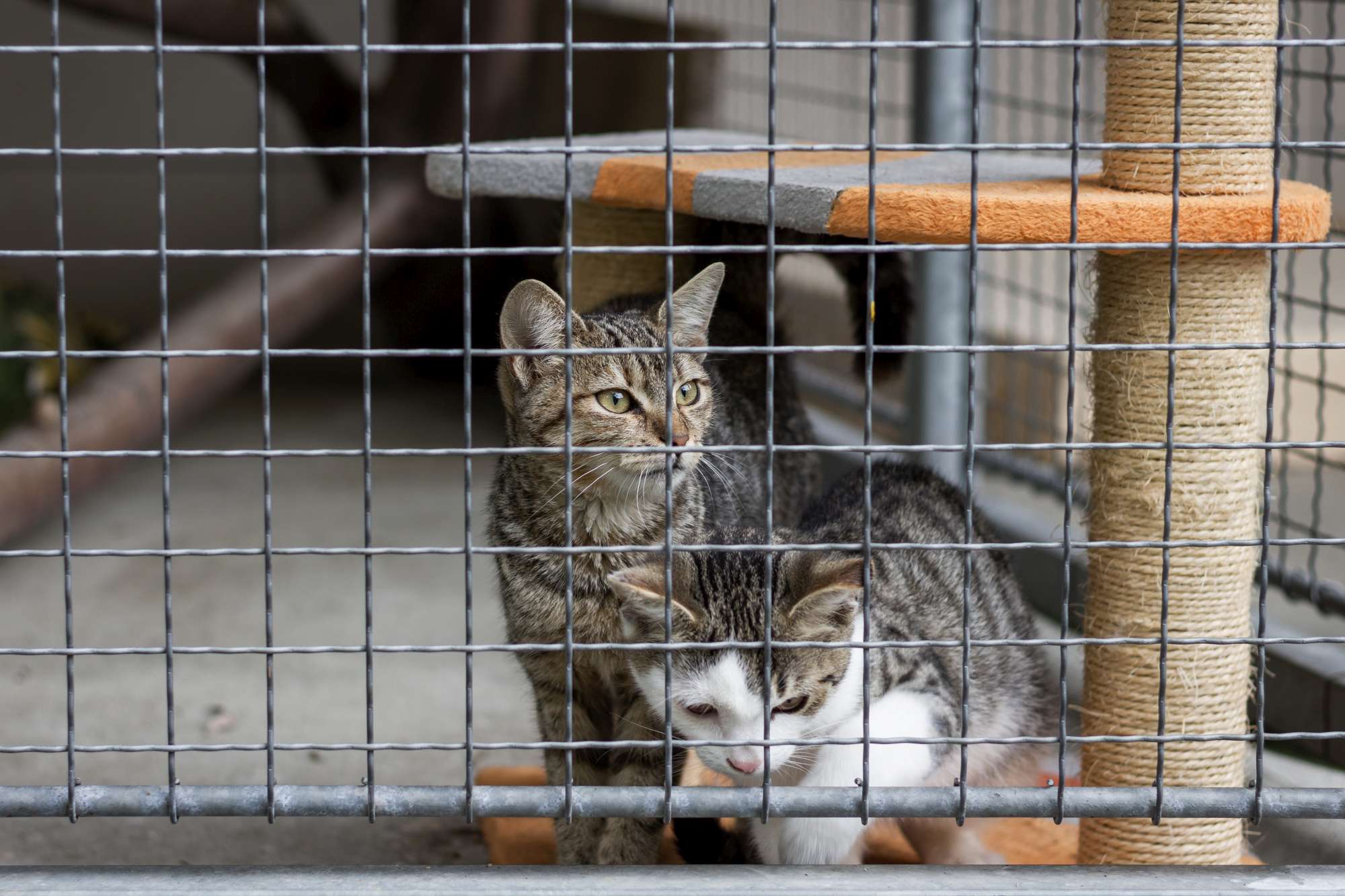 San Zenone (Milano): animali tenuti in pessime condizioni, il