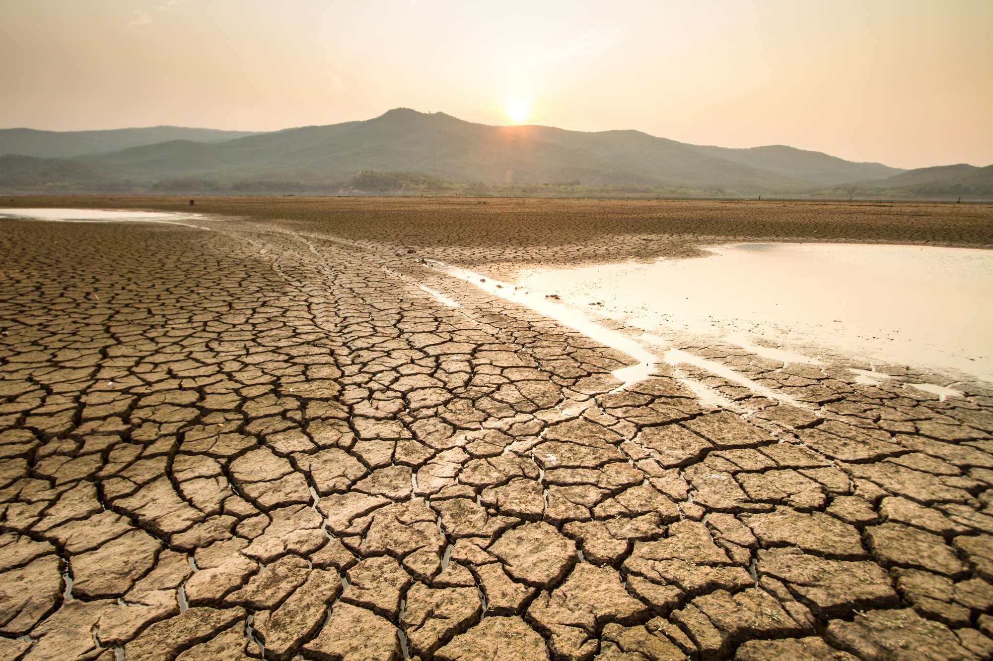 Riscaldamento globale: i pesci grandi soffrono il caldo più di quelli  piccoli 