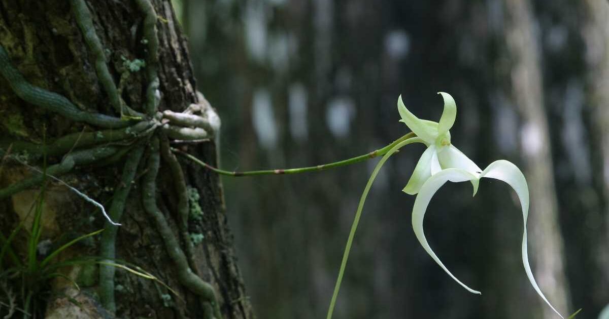 È il fiore più grande del mondo e rischia l'estinzione