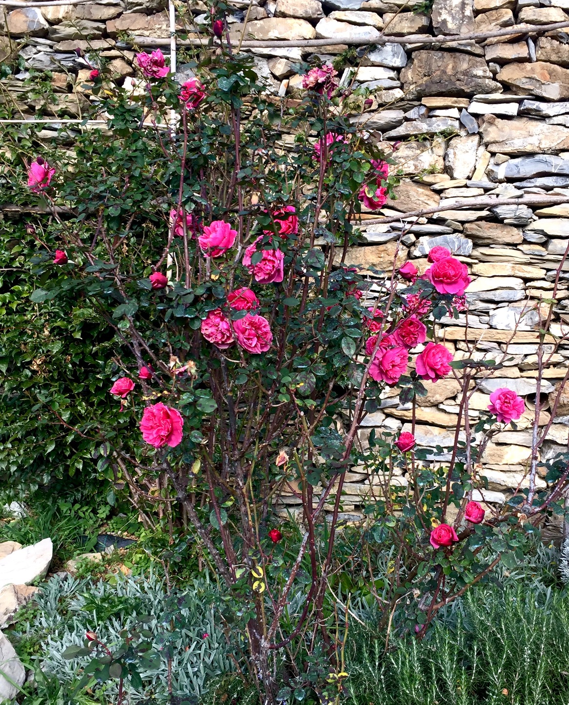 Giardinaggio da appartamento: come fare un terrario - Donna Moderna