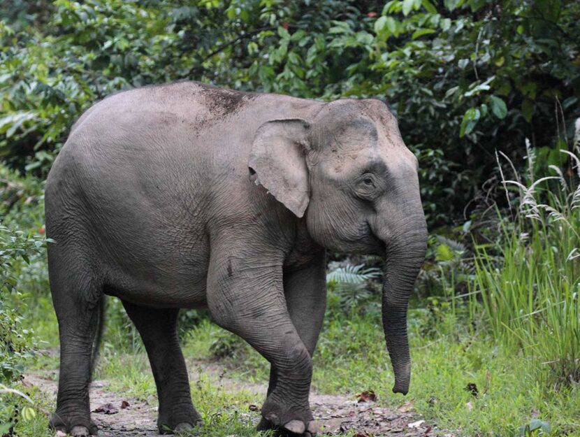 Elefante del Borneo