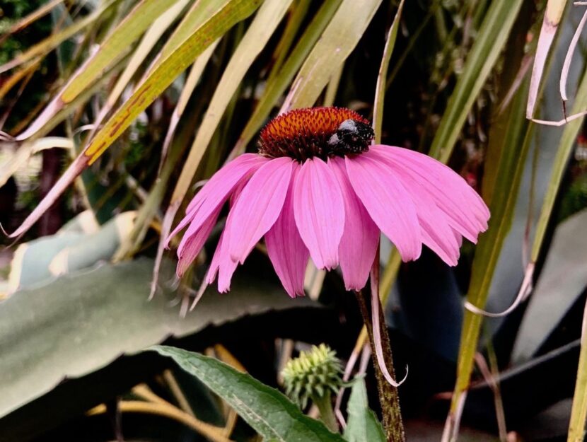 echinacea