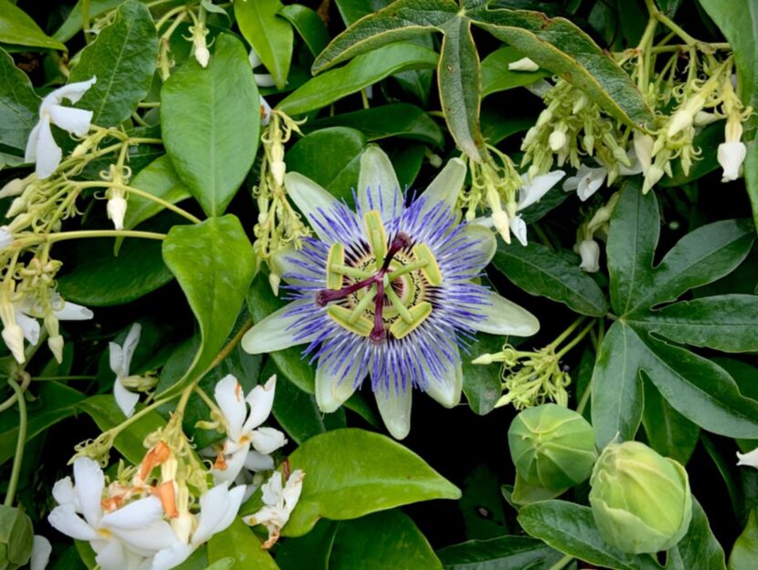 passiflora