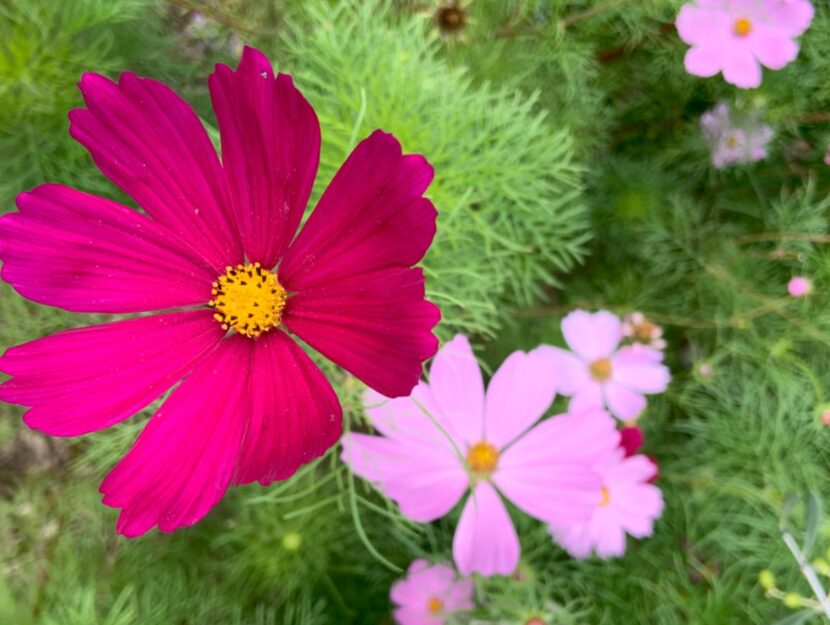 cosmea