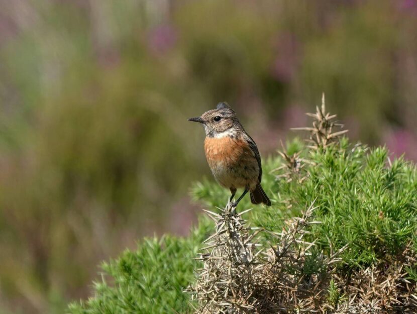 Le brughiere danno rifugio agli uccelli migratori